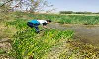 اجرای مراقبت حشره شناسی در راستای کنترل بیماری های منقتله توسط ناقلین ( تب دنگی، مالاریا، سالک و ... )